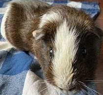 Brownie