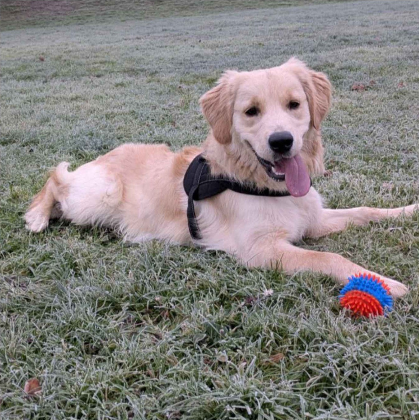 César