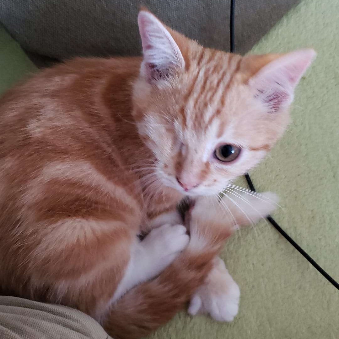 ED