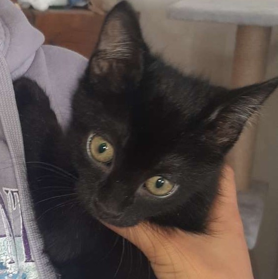 Mia
