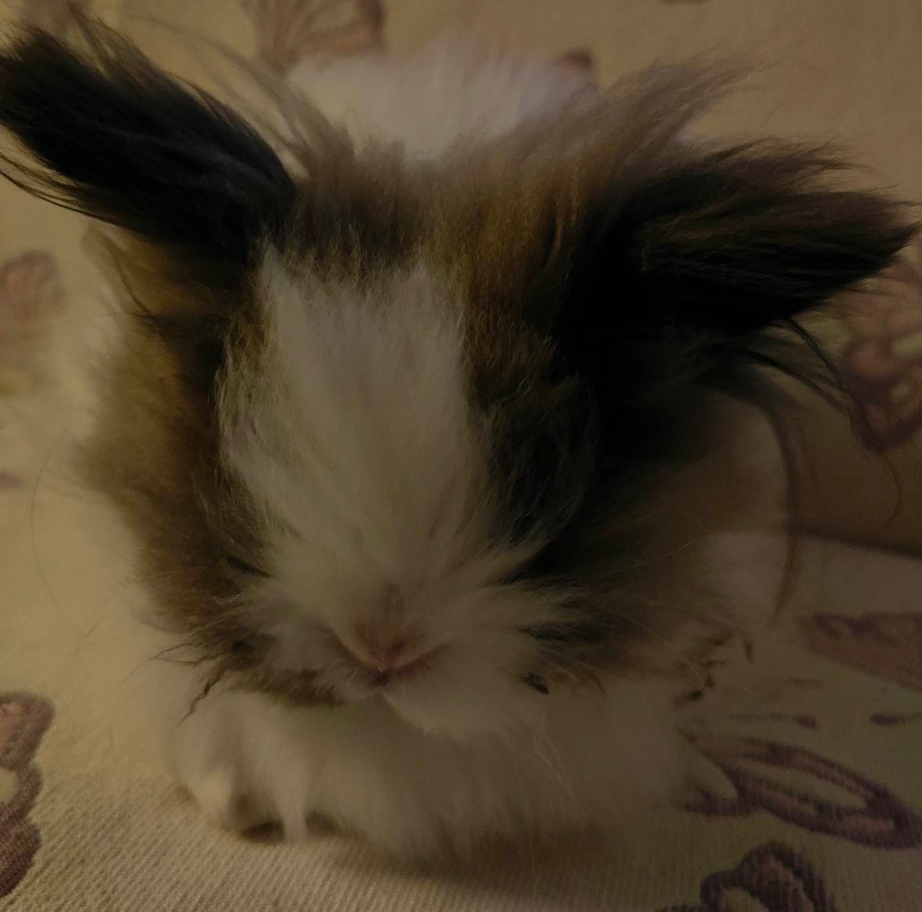 Milka
