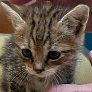Milo