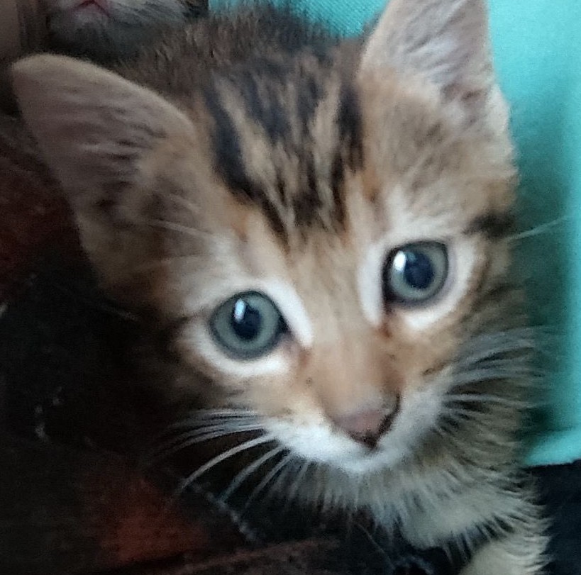 Noisette