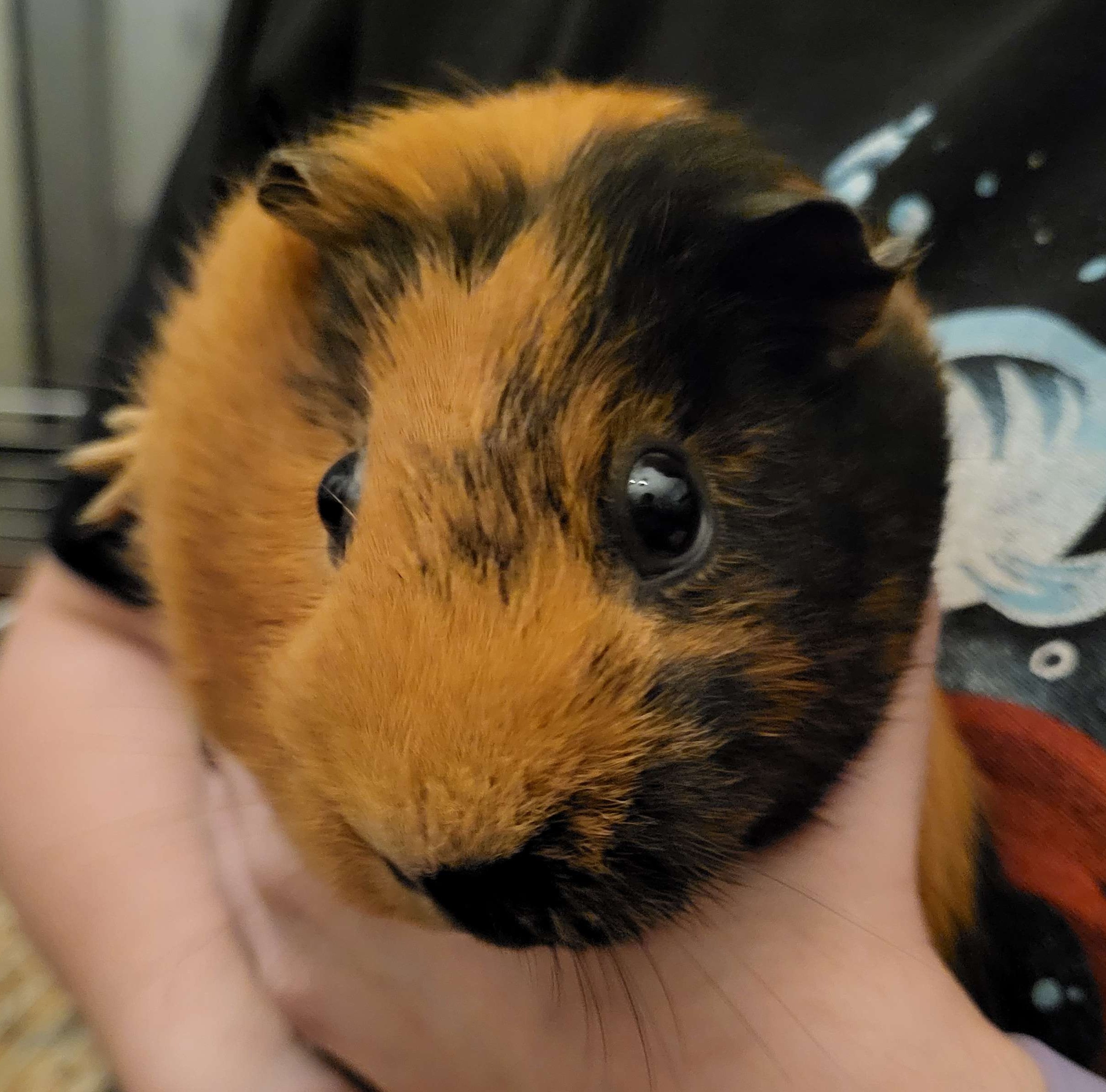 Noisette