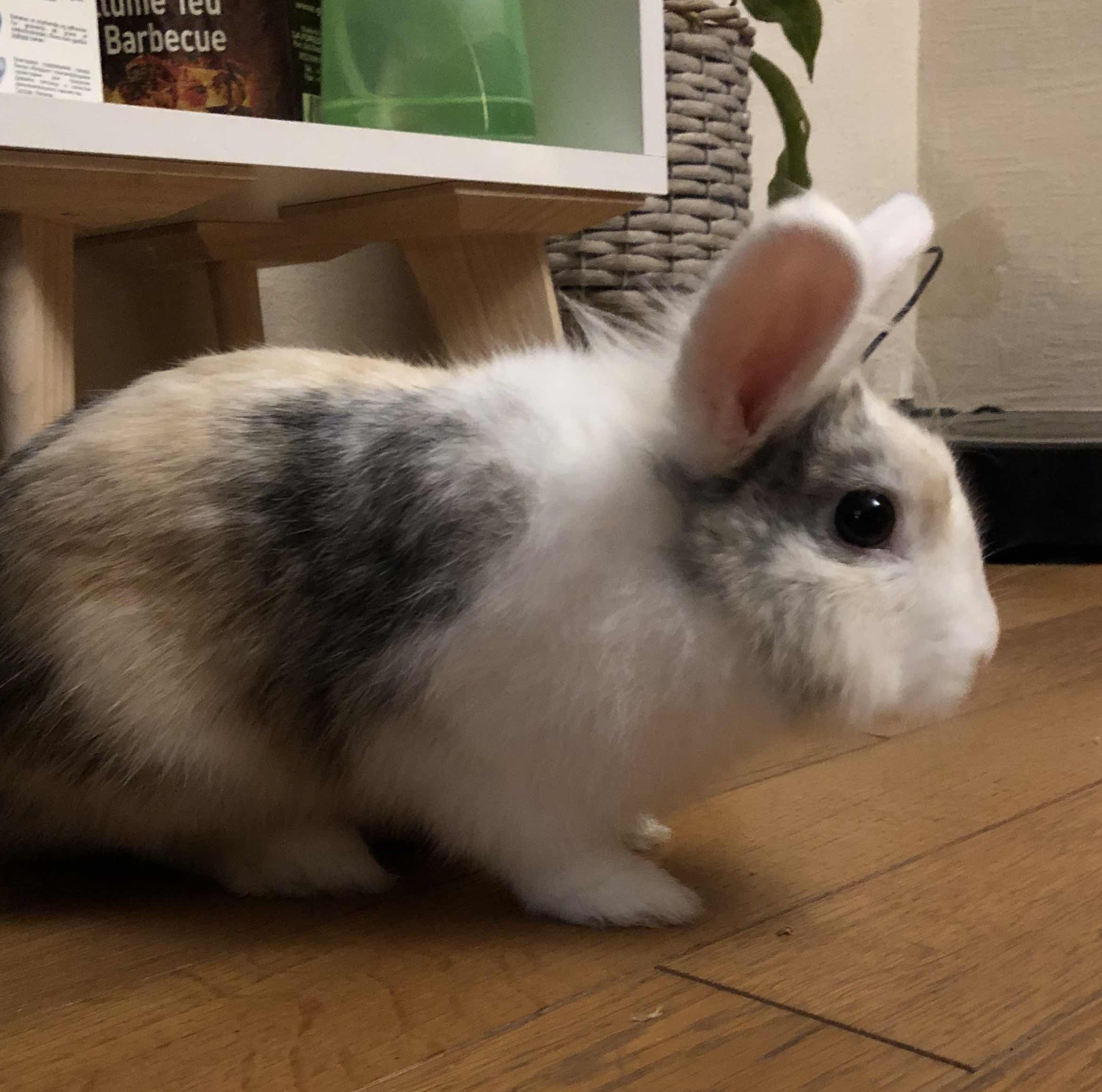 Peanut