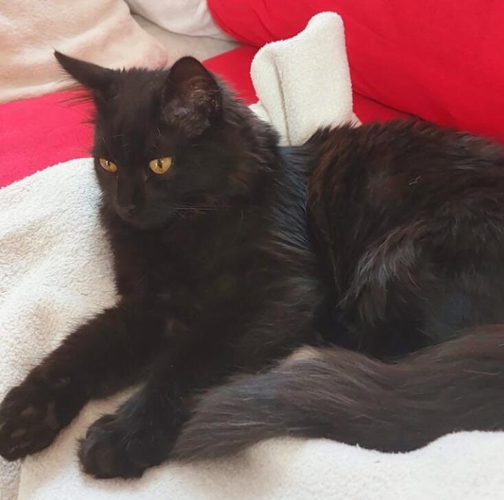 Salem