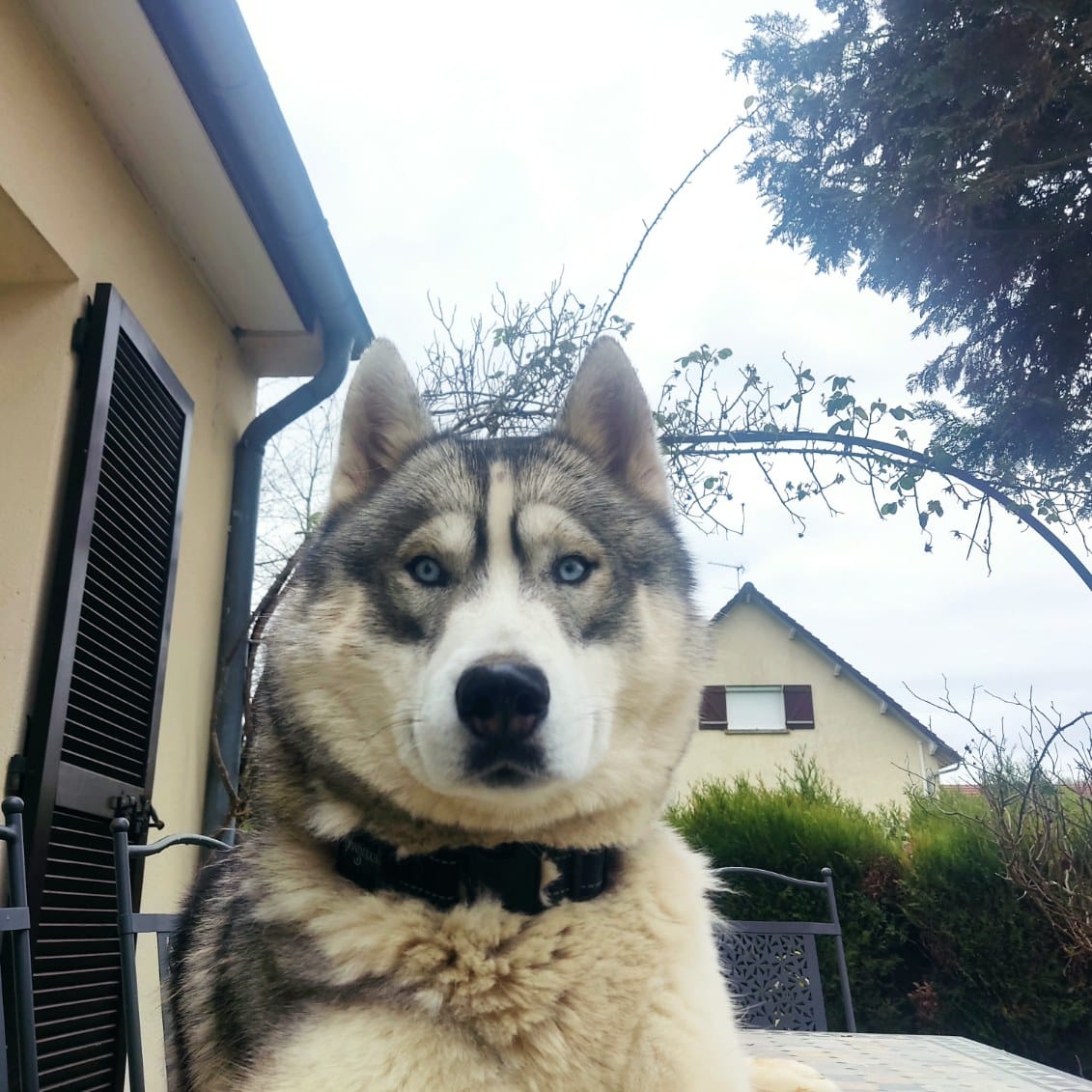 Tigrou