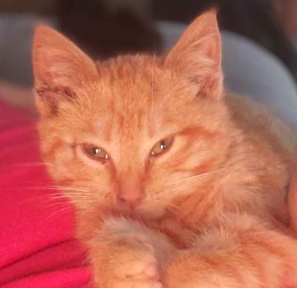 Walter