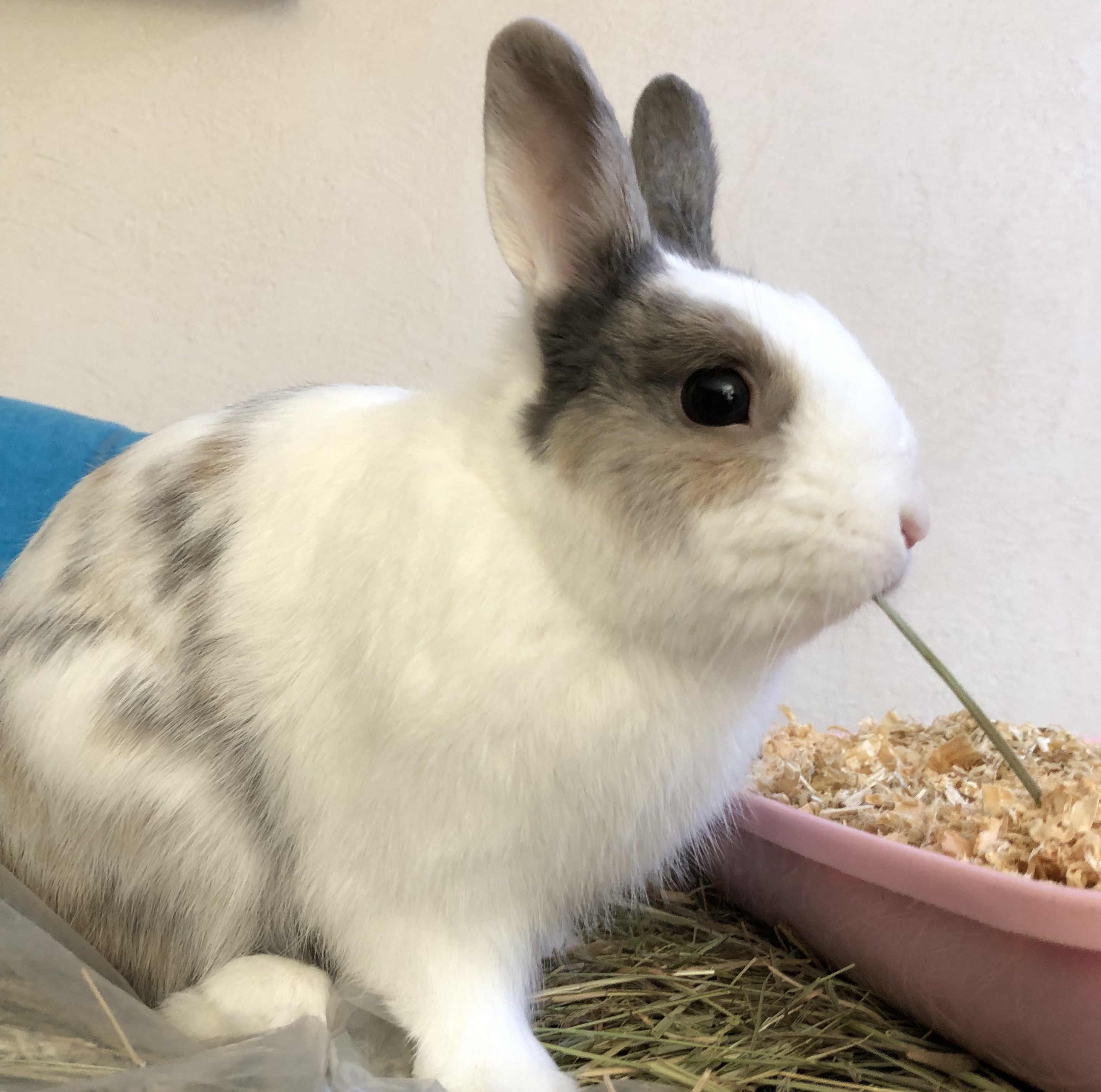 Yuki