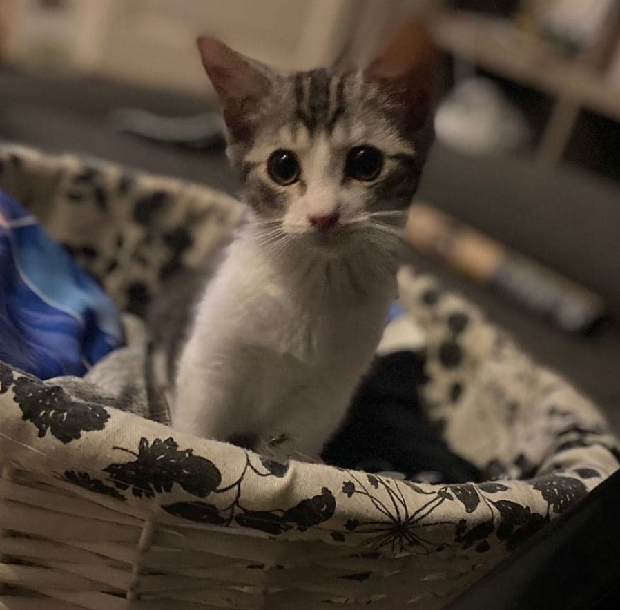 Kovu