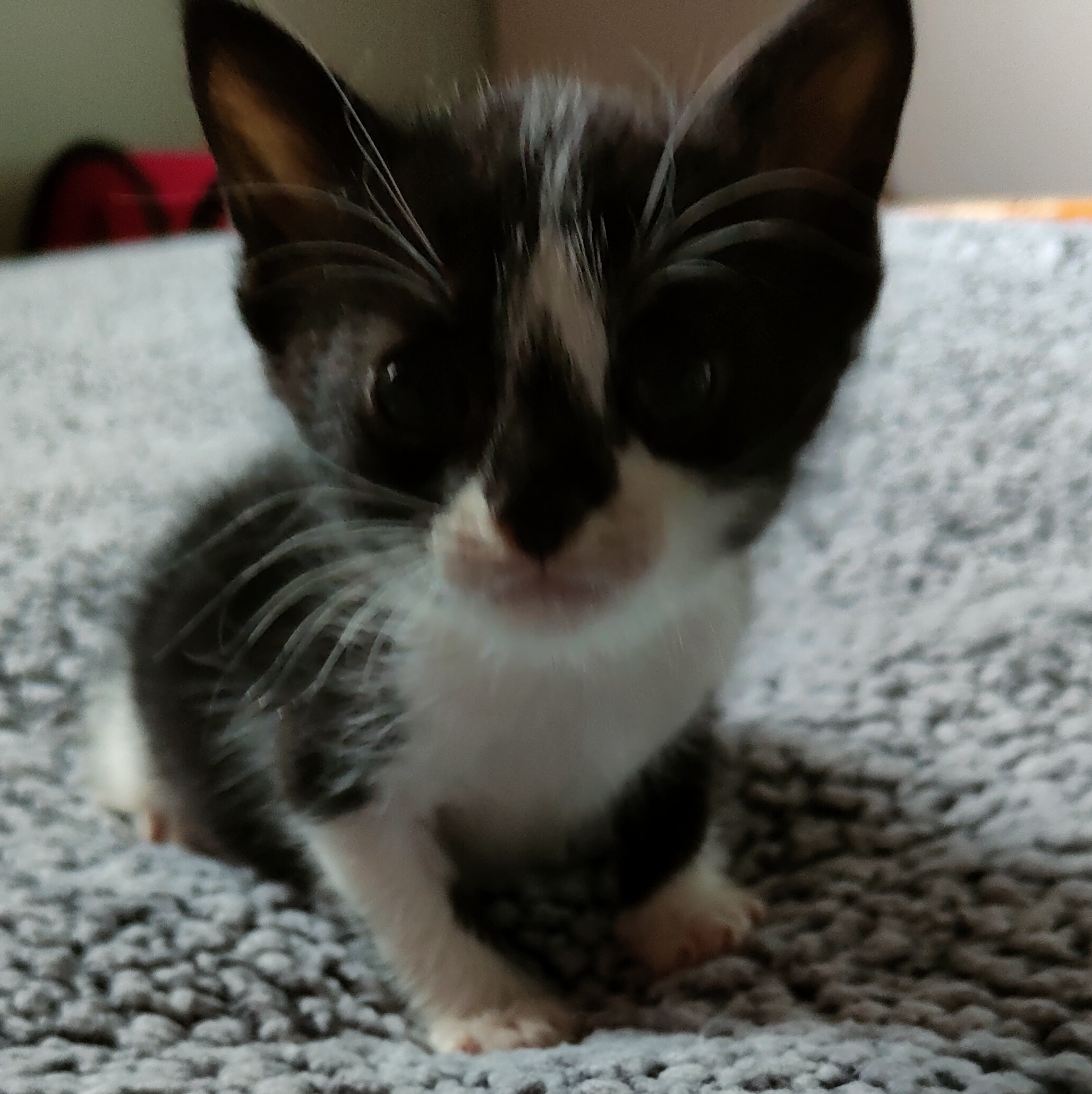 Pepper